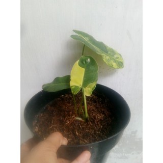 Philodendron boerlemax varigated