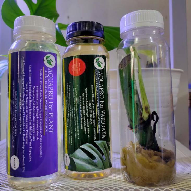 ♣E5P Bibit MONSTERA RHAPHIDOPHORA RHADIPHORA Pertusa dan pkt Hormon Varigata ♣F2