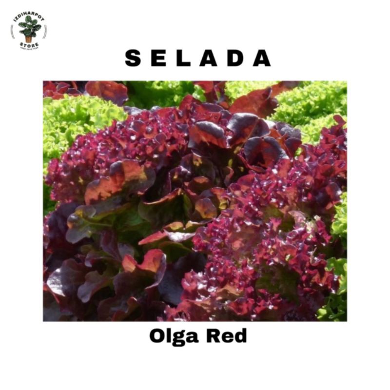 Benih bibit SELADA MERAH OLGA RED known you seed - KYS SELADA OLGA RED