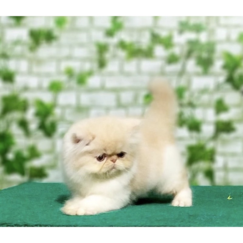 Harga Kucing Persia Terbaik Peliharaan Perawatan Hewan Hobi Koleksi Mei 2021 Shopee Indonesia