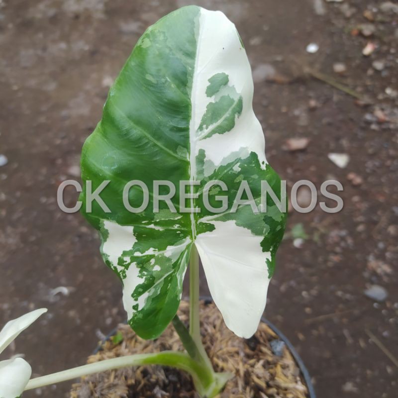 Tanaman hias Senthe/tales variegata