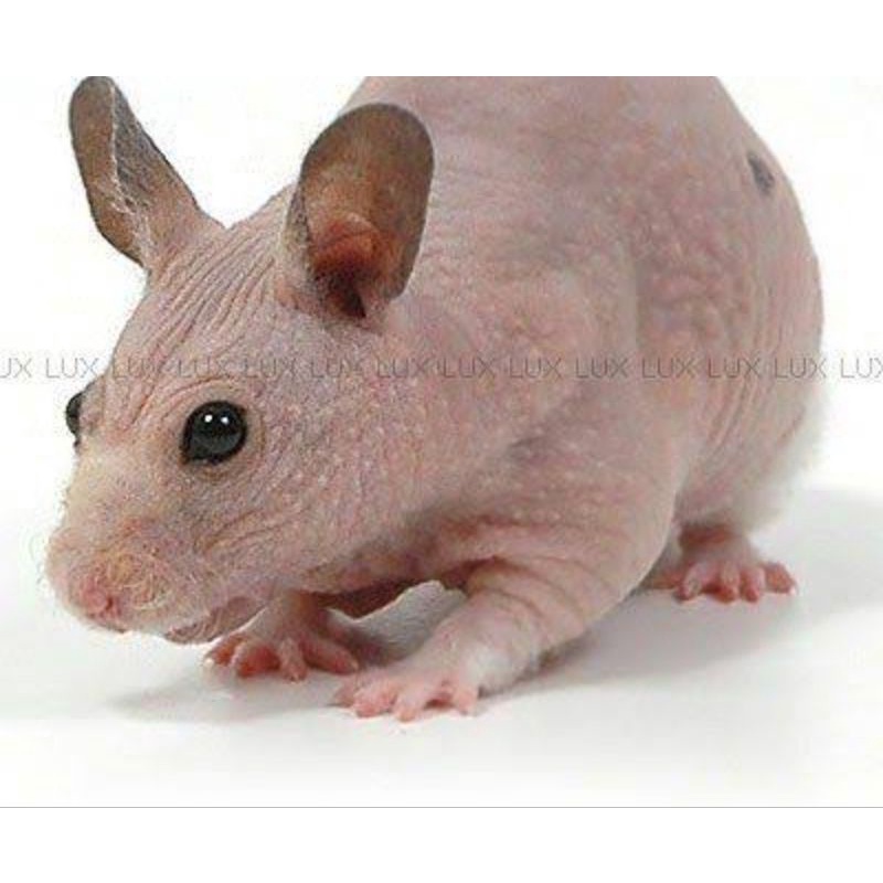 Indukan hairless hamster siap kawin