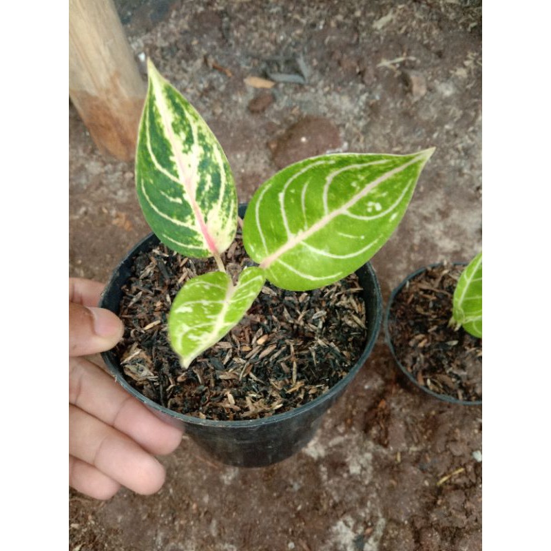 Aglonema Rinjani / Uk Anakan