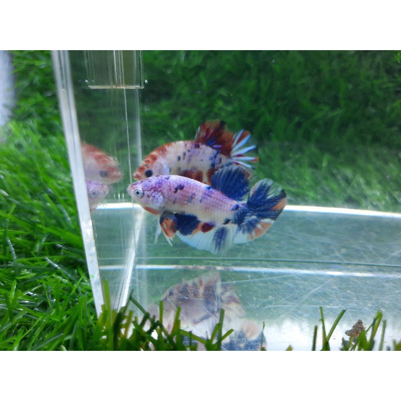 ikan cupang rainbow candy multi male