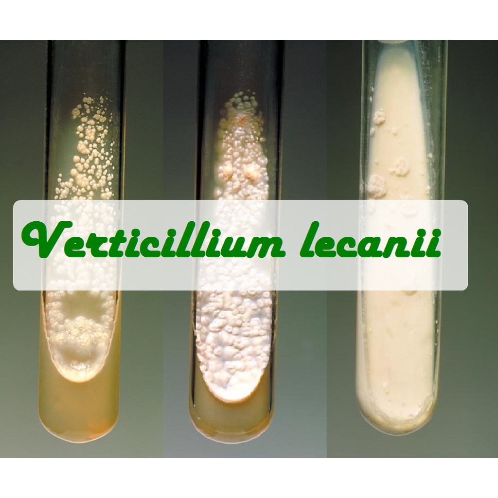 Biakan Verticillium Lecanii Murni Isolat Verticillium