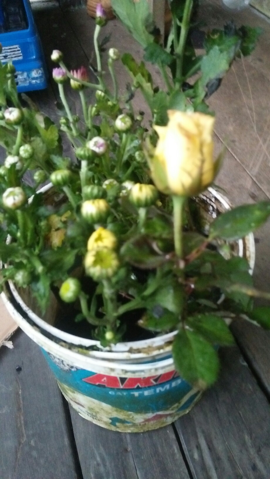 Bunga Krisan (ungu Tengah Kuning) Hidup, Berakar Sudah Berbunga