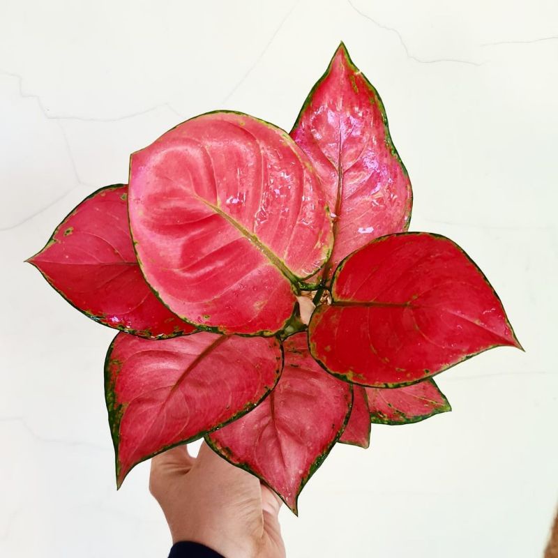 aglonema red anjamani / aglaonema red anja / tanaman hias aglonema red anjamani murah