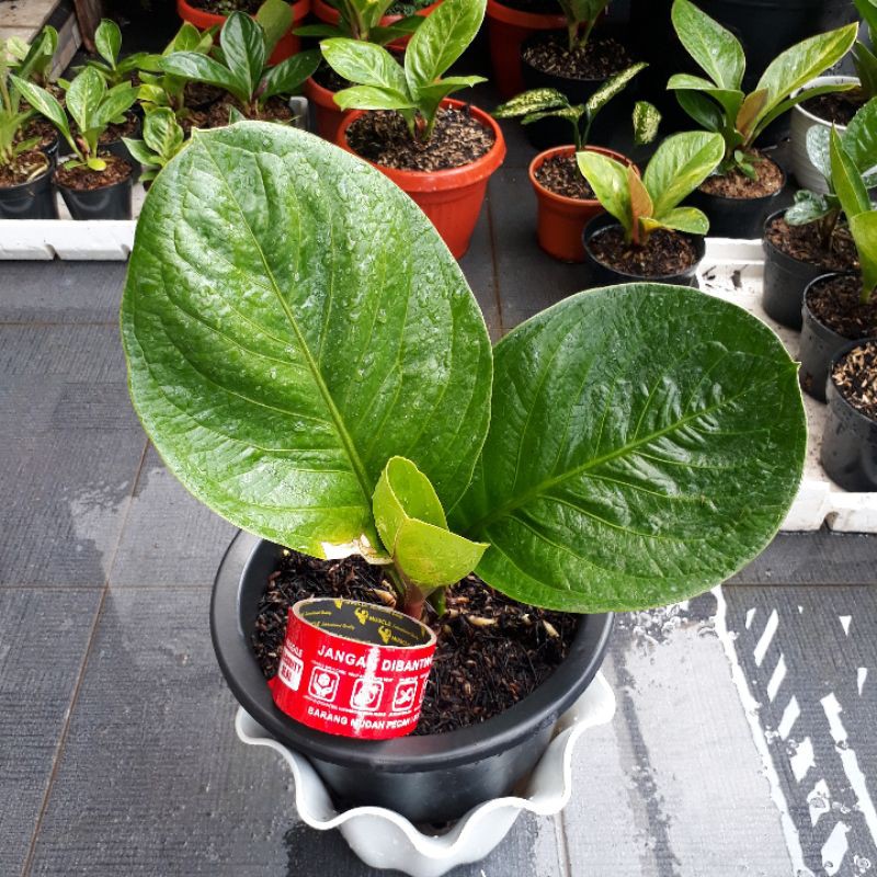 Jemani Mangkok bulat