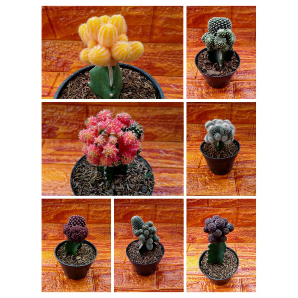 KAKTUS JUMBO /KAKTUS KLASTER