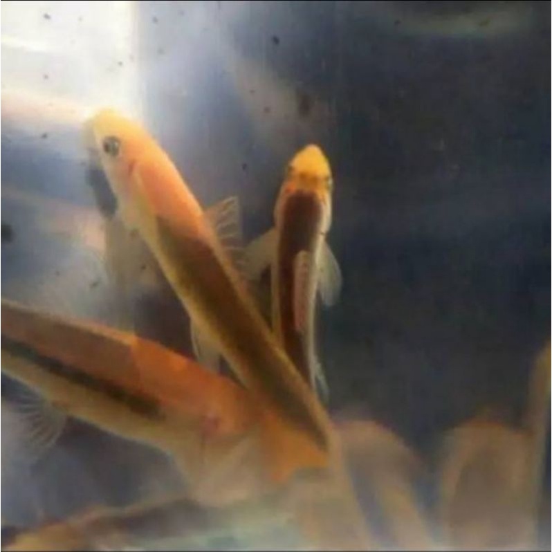 ikan hias black albino pembersih alga aquascape