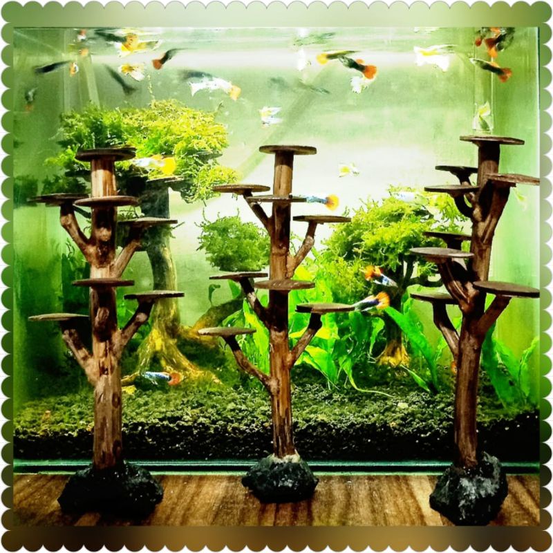 BONSAI AQUASCAPE POHON PINUS SIZE 20CM/COD