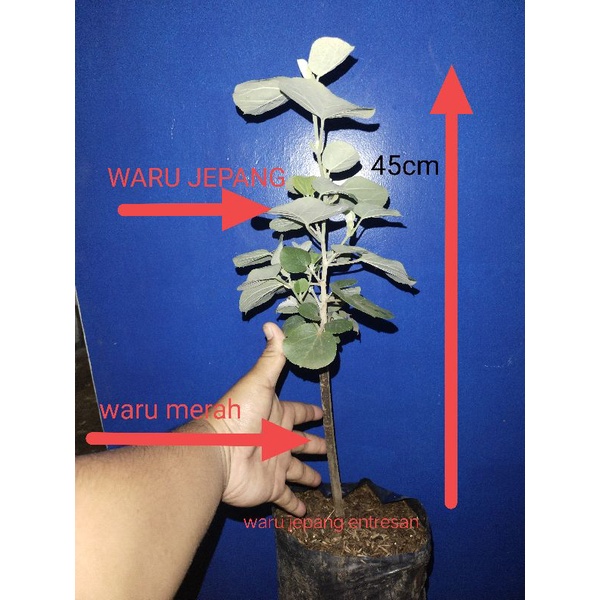 waru jepang sambungan dengan waru merah dan waru import