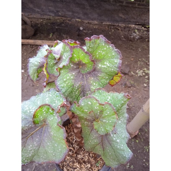 begonia keong hitam
