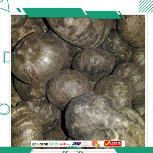 Bibit Porang Katak Super Dorman Umbi Porang Bibit Super Murah Bergaransi