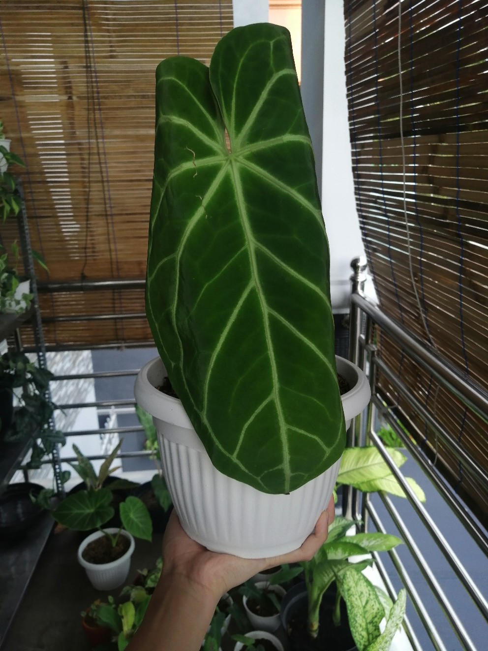 Anthurium Magnificum Verde Batang Kotak