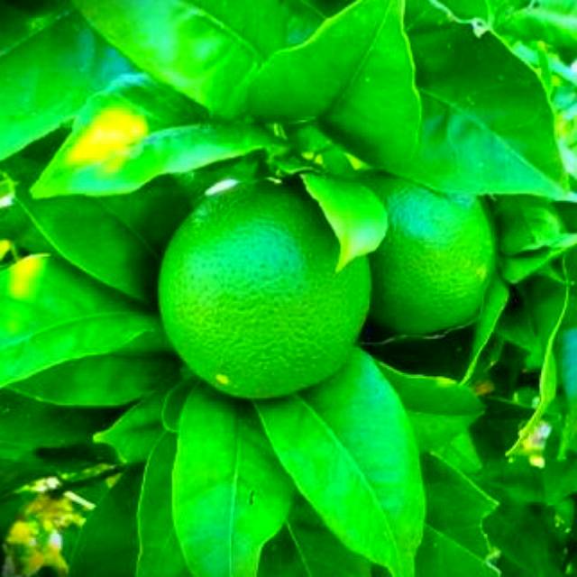

Readyy Daun jeruk nifis nipis asli netto 500gram siap petik ke kebun non kimia