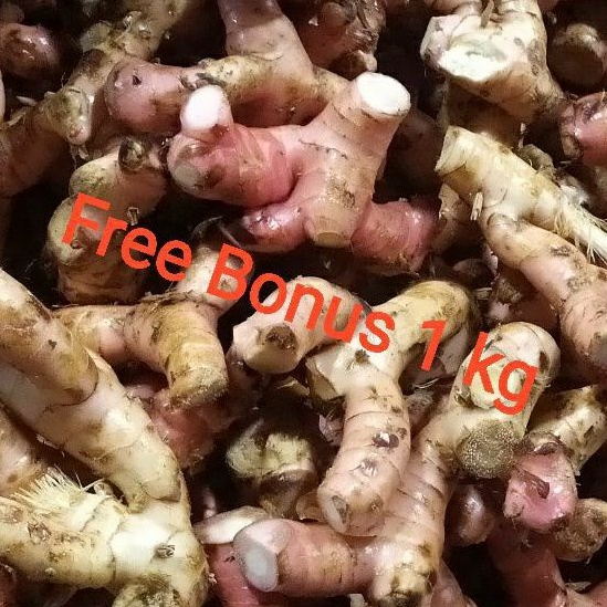 

Lengkuas | Laos 500 gr + Gratis Bonus