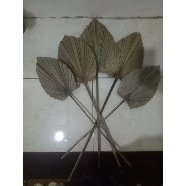 daun palem kering natural mini