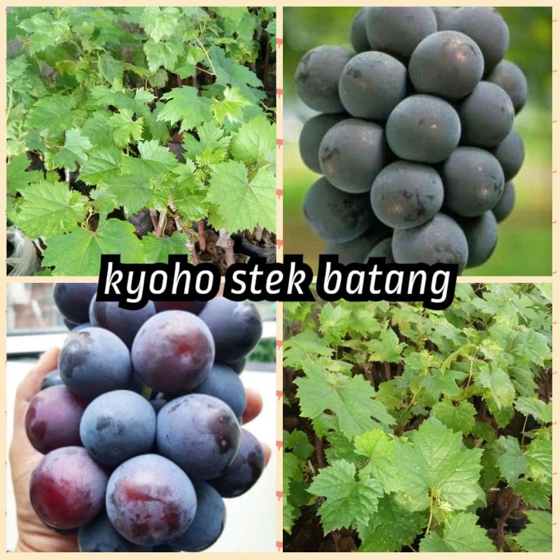 bibit anggur kyoho import stek batang