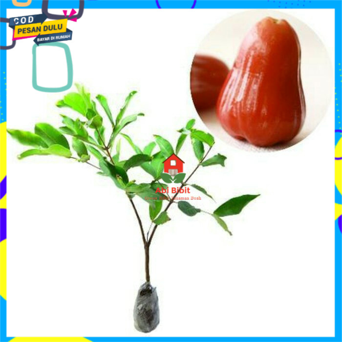 

Promo Murah Jambu air madu delli merah