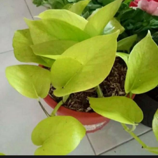 tanaman hiyas Sri gading lemon herbal Sri gading