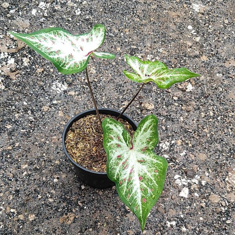 Caladium ginger land, Keladi ginger, Keladi batik, Tanaman keladi, Tanaman hias caladium