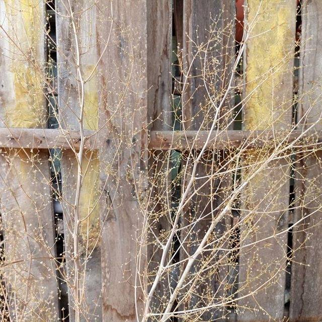 RANTING KERING ASPARAGUS BINTANG DEKORASI RUMAH RUSTIC