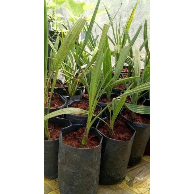 BIBIT KURMA TROPIS INDONESIA TERMURAH CL3R