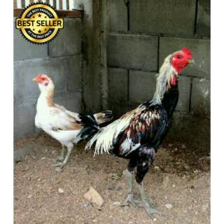 Telur Ayam Magon Magonthay Babon Birma