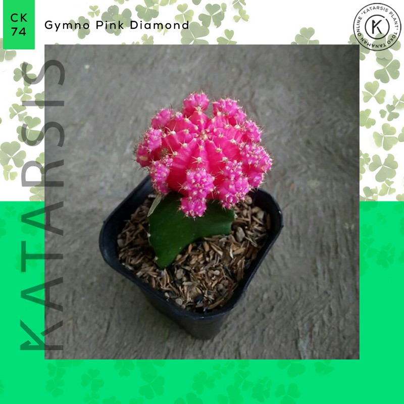 Tanaman kaktus Pink Diamond dan sukulen dengan pot untuk hias