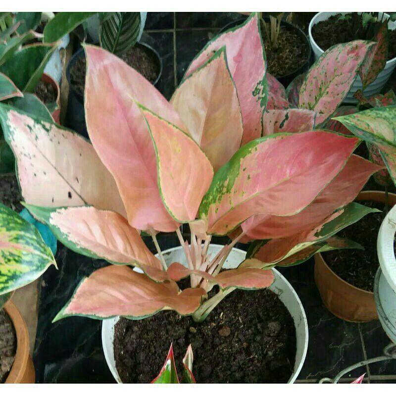 AGLONEMA KOCHIN TEMBAGA SINGLE & INDUKAN BAWA TUNAS DAN ANAKAN