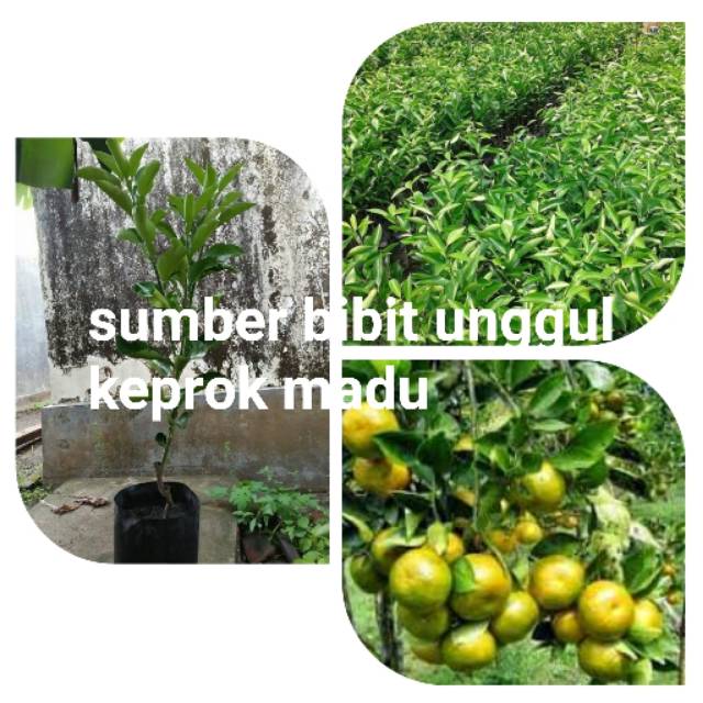 bibit jeruk keprok madu