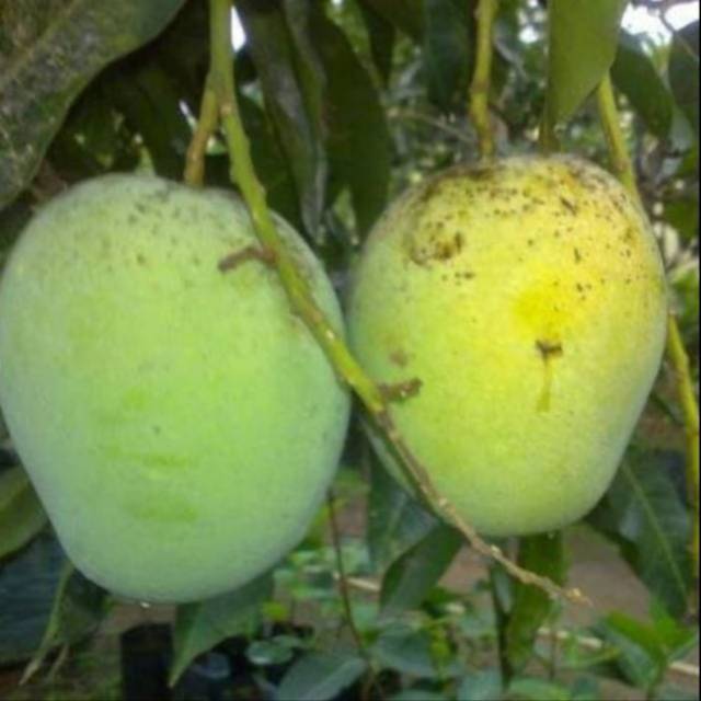 Bibit Mangga Madu