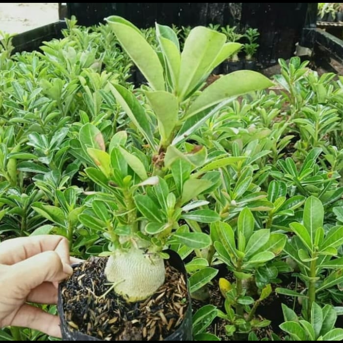 PROMO BESAR !! Bibit Bunga Kamboja Adenium Green Wasabi - Tanaman Hias-1