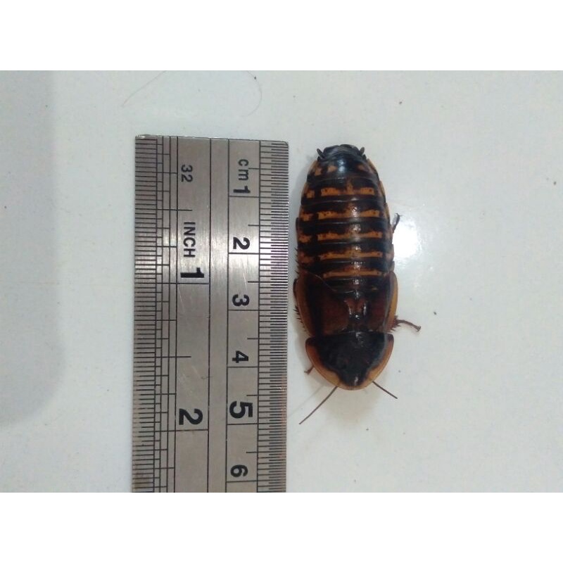 

Kecoa Dubia termurah Indukan