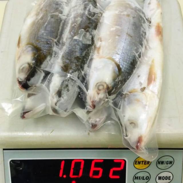 

Ikan Bandeng Frozen, 1 Kg