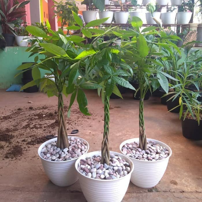 Bibit Tanaman Hias Pachira Kepang/ Pohon Duit/ Money Tree