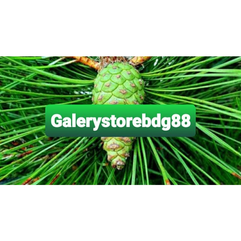 

Buah pinus segar 1 kg / buah pohon pinus-az