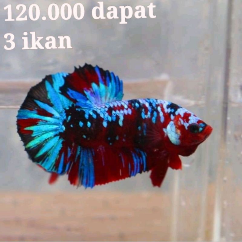 IKAN CUPANG MULTICOLOUR PAKET
