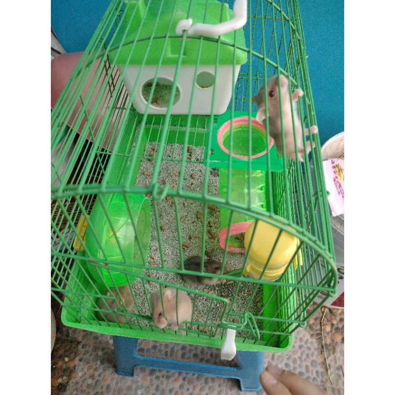 anak hamster/bayi hamster white saphire anakan