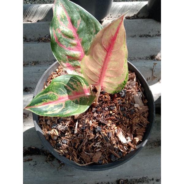 Aglonema light of diamond LOD