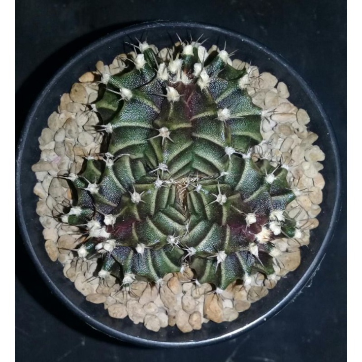 Kaktus MIHA HYBRID (TRIPLE HEAD)