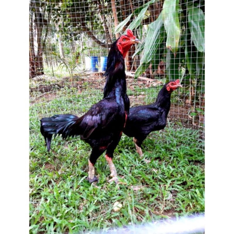 

telur ayam pakhoy brakot