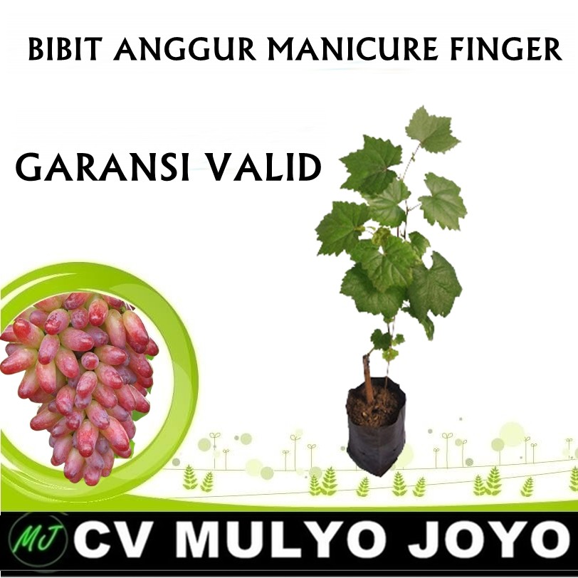 Bibit Anggur Import Anggur Jenis Maniqure Finger - ROOTSTOCK LOKAL