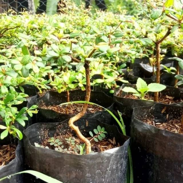 Bahan Bonsai Bucida Spinosa Black Olive Geometri Impor