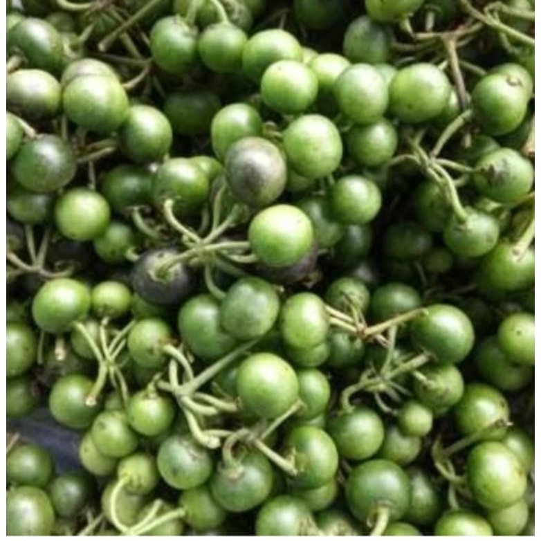 

Leunca/LaLapan/250gram-500gram-1000gram