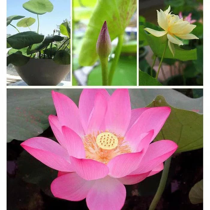 Lotus Seed Benih Bunga Teratai Biji Teratai Tanaman Air Aquascape Shopee Indonesia