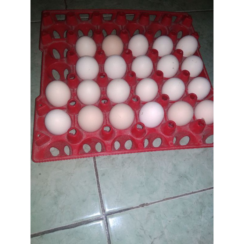 Telur Ayam Elba Fertil Telur Tetas Elba Shopee Indonesia