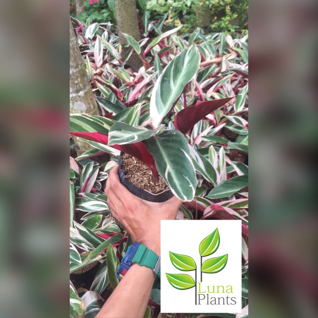  Tanaman  hias meranti  bali  calathea meranti  bali  Shopee 