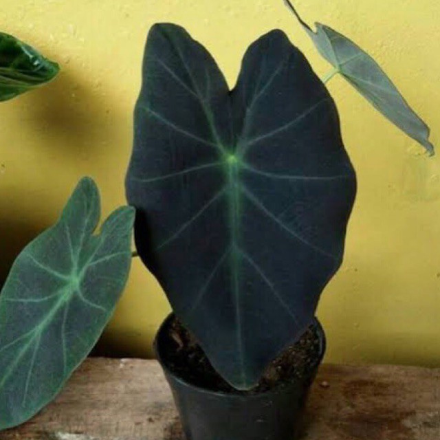 Tanaman Hias Keladi hitam caladium black magic.